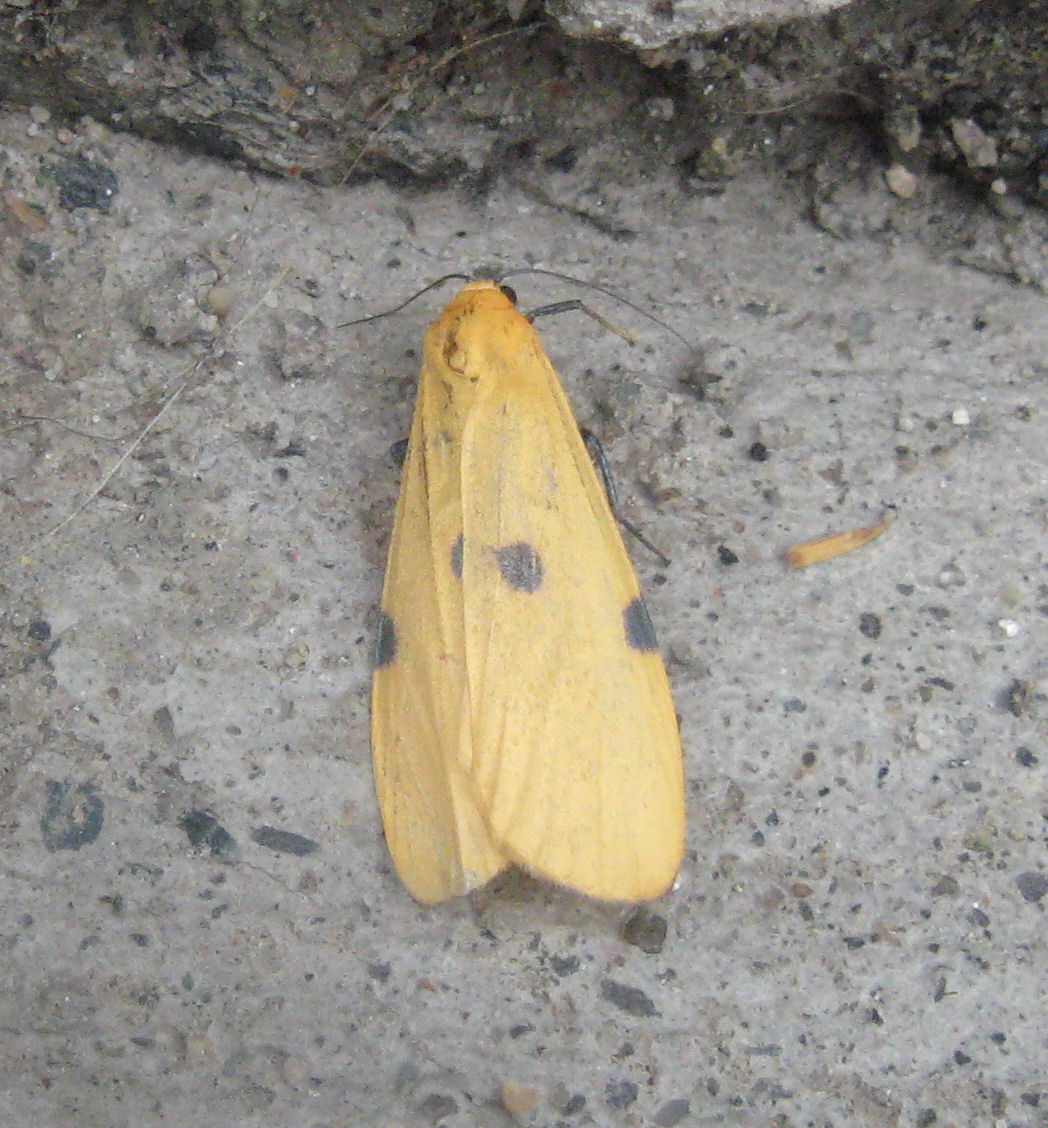 Lepidottero della Valmalenco : Lithosia quadra ♀